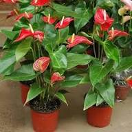 Anthurium Flower Seeds Red for Planting Heirloom Non-GMO High Germination Organic Garden Seeds
