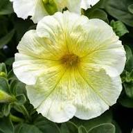 Light Yellow Petunia Flower Seeds – Heirloom, Non-GMO, High Germination Organic Garden Seeds for Planting