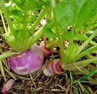 Mixed Kohlrabi Seeds – Heirloom Non-GMO High Germination Organic Garden Seeds for Planting