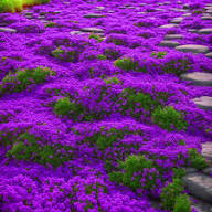 Creeping Purple Flower Seeds for Planting Heirloom Non-GMO High Germination Organic Garden Seeds