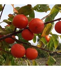 Mixed Diospyros Persimmon Seeds – Heirloom, Non-GMO, High Germination Organic Garden