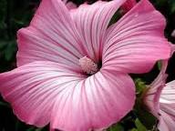 Pink Trimestris Flower Seeds Heirloom Non-GMO High Germination Organic Garden Seeds for Planting