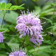 Semillas de flores de Monarda Fistulosa púrpura – Semillas orgánicas de jardín para plantar, de herencia, no transgénicas y de alta germinación