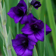 Purple Gladiolus Tristis Flower Seeds Heirloom Non-GMO High Germination Organic Garden Seeds for Planting