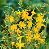 Yellow Crocosmia Flower Seeds – Heirloom, Non-GMO, High Germination Organic Garden Seeds