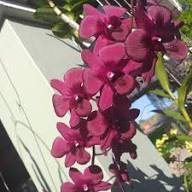 Rare Maroon Orchid Flower Seeds Heirloom Non-GMO High Germination Organic Garden Seeds for Planting