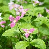 Pink Trillium Grandiflorum Flower Seeds Heirloom Non-GMO High Germination Organic Garden Seeds for Planting
