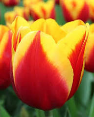 Tulip Flower Seeds Yellow Red Heirloom Non-GMO High Germination Organic Garden Seeds