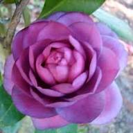 Dark Purple Camellia Flower Seeds Heirloom Non-GMO High Germination Organic Garden Seeds for Planting
