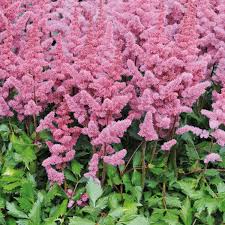 Astilbe Flowers Seeds Pink Heirloom Non-GMO High Germination Organic Garden Seeds for Planting