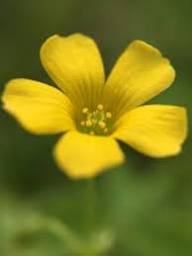 Rare Yellow Oxalis Flower Seeds – Heirloom, Non-GMO, High Germination Seeds