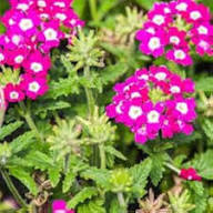 Verbena Flower Seeds Pink for Planting – Heirloom, Non-GMO, High Germination