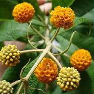 Yellow Buddleja Globosa Flower Seeds – Heirloom, Non-GMO, High Germination Seeds
