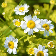 White Yellow Tanacetum Parthenium Seeds for Planting | Heirloom Non-GMO Organic