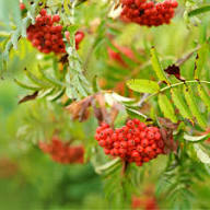 Red Sorbus Aucuparia Seeds Heirloom Non-GMO High Germination Organic Garden Seeds for Planting