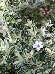 Silver Sage Brush Flower Seeds for Planting – Heirloom, Non-GMO, High Germination Organic Garden Seeds