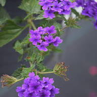 Violet Verbena Flower Seeds – Heirloom Non-GMO High Germination Organic Garden Seeds for Planting