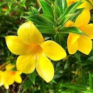 Yellow Cress Flower Seeds – Heirloom, Non-GMO, High Germination Organic Garden Seeds