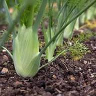 Fennel Plant Seeds Green Heirloom Non-GMO High Germination Organic Garden Seeds for Planting