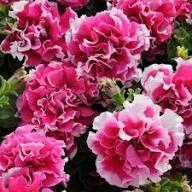 Red White Double Petunia Flower Seeds Heirloom Non-GMO High Germination Organic Garden Seeds