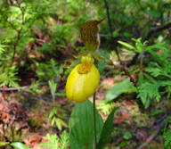 Yellow Cypripedium Flowers Seeds – Heirloom, Non-GMO, High Germination Organic Garden Seeds
