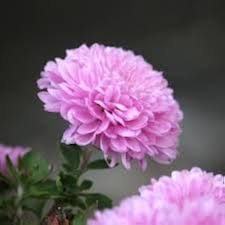 Mixed Chrysanthemum Flower Seeds Perennial – Heirloom, Non-GMO, High Germination Seeds