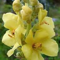 Yellow Verbascum Densiflorum Flowers Seeds – Heirloom Non-GMO Organic Garden Seeds