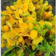 Yellow Senna Flower Seeds Heirloom Non-GMO High Germination Organic Garden Seeds for Planting
