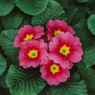 Primula Flower Seeds for Planting – Heirloom Non-GMO High Germination Organic Garden Seeds