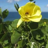 Yellow Bell Orchid Flower Seeds for Planting – Heirloom, Non-GMO, High Germination Organic Garden Seeds
