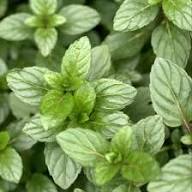 Mojito Mint Plant Seeds Heirloom Non-GMO High Germination Organic Garden Seeds for Planting