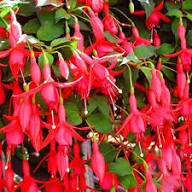 Red Fuchsia Flower Seeds for Planting – Heirloom Non-GMO High Germination
