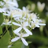 White Clematis Ligusticifolia Flower Seeds – Heirloom, Non-GMO, High Germination Organic Garden Seeds for Planting