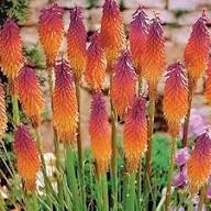 Red Kniphofia Uvaria Flower Seeds – Heirloom, Non-GMO, High Germination Organic Garden Seeds for Planting