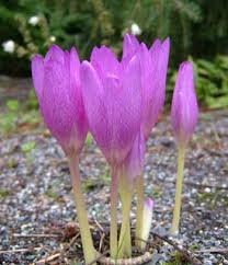 Pink Colchicum Flower Seeds for Planting – Heirloom Non-GMO High Germination Seeds