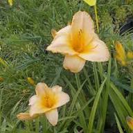 Yellow Hemerocallis Flower Seeds – Heirloom Non-GMO High Germination Organic Garden Seeds