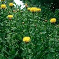 Yellow Centaurea Flower Seeds – Heirloom, Non-GMO, High Germination Organic Garden Seeds