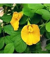 Yellow Calochortus Flower Seeds – Heirloom Non-GMO High Germination Organic Garden