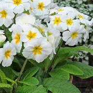 White Polyanthus Flower Seeds Heirloom Non-GMO High Germination Organic Garden Seeds for Planting