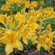 Giant Rhododendron Yellow Flower Seeds for Planting – Heirloom Non-GMO High Germination Organic Garden Seeds