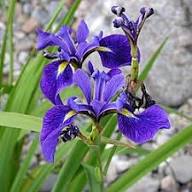 Violet Iris Versicolor Flower Seeds – Heirloom Non-GMO High Germination Organic Garden Seeds