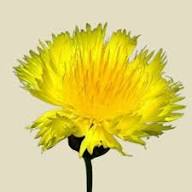Yellow Amberboa Flower Seeds for Planting – Heirloom, Non-GMO, High Germination Organic Garden Seeds