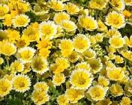 Yellow Layia Flower Seeds – Heirloom Non-GMO High Germination Organic Seeds