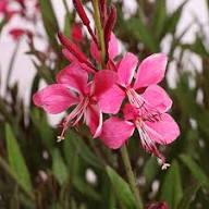 Gaura Flower Seeds Red – Heirloom Non-GMO High Germination Seeds