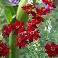Red Coreopsis Flower Seeds – Heirloom, Non-GMO, High Germination Organic Garden Seeds for Planting