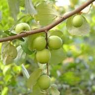 Ziziphus spina-christi Fruit Seeds for Planting – Heirloom Non-GMO High Germination Organic Garden Seeds