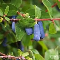 Haskap Fruit Seeds for Planting – Heirloom Non-GMO High Germination Organic Garden Seeds