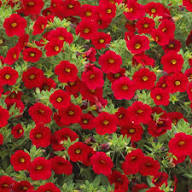 Red Calibrachoa Flower Seeds Heirloom Non-GMO High Germination Organic Garden Seeds for Planting