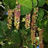 Sea Grape Fruit Seeds for Planting – Heirloom Non-GMO High Germination Organic Garden Seeds for Tropical Coastal Gardens
