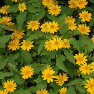 Melampodium Paludosum Flower Seeds Yellow – Heirloom, Non-GMO, High Germination Organic Seeds